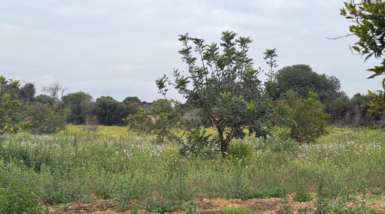 Tarragona - Torredembarra - 25000m2