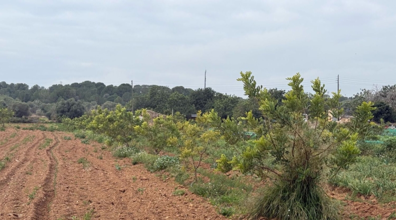 Tarragona - Torredembarra - 25000m2