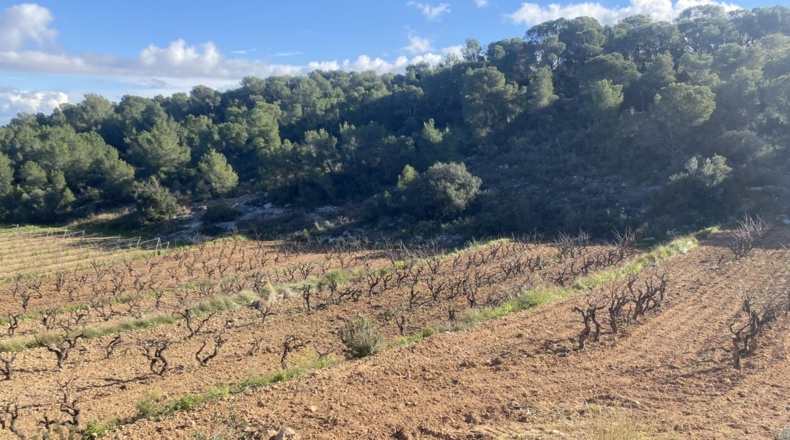 Tarragona - Albinyana - 55000m2