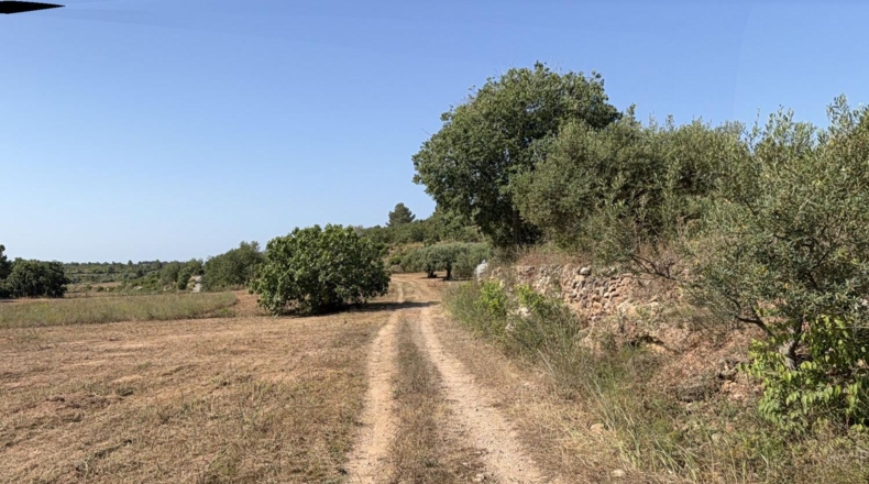 Tarragona - la Pobla de Montornès - 12814m2