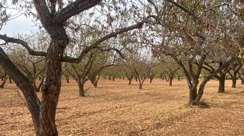 Tarragona - Masllorenç - 17000m2