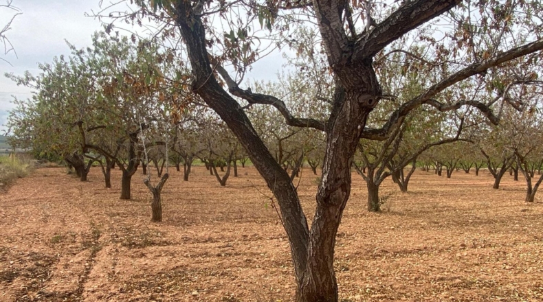 Tarragona - Masllorenç - 17000m2