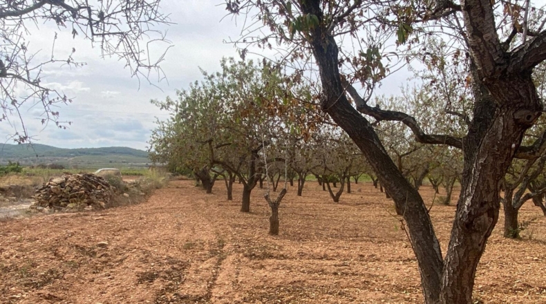 Tarragona - Masllorenç - 17000m2