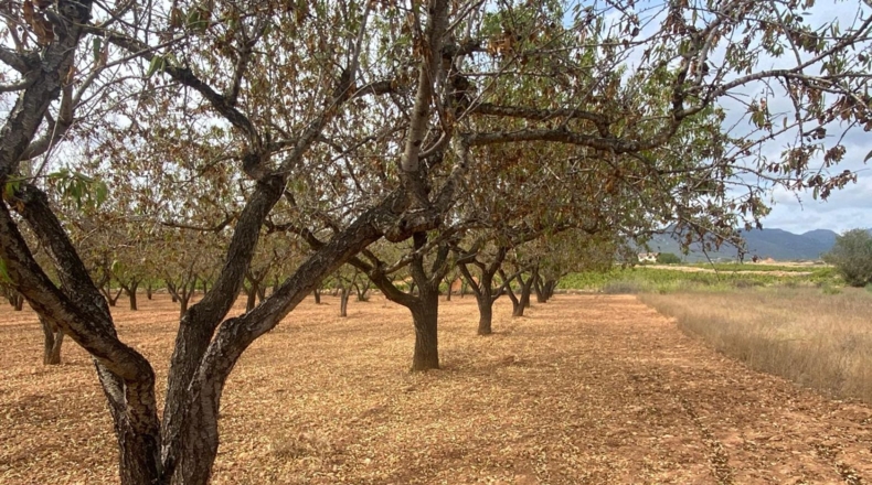 Tarragona - Masllorenç - 17000m2