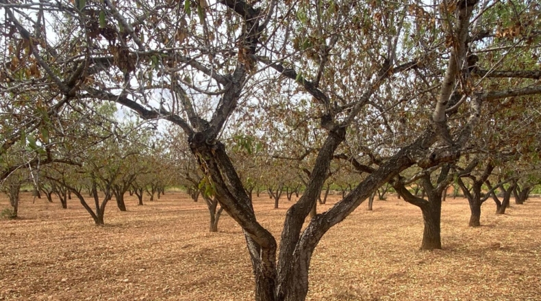 Tarragona - Masllorenç - 17000m2