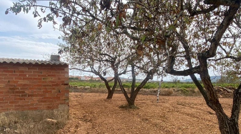 Tarragona - Masllorenç - 17000m2