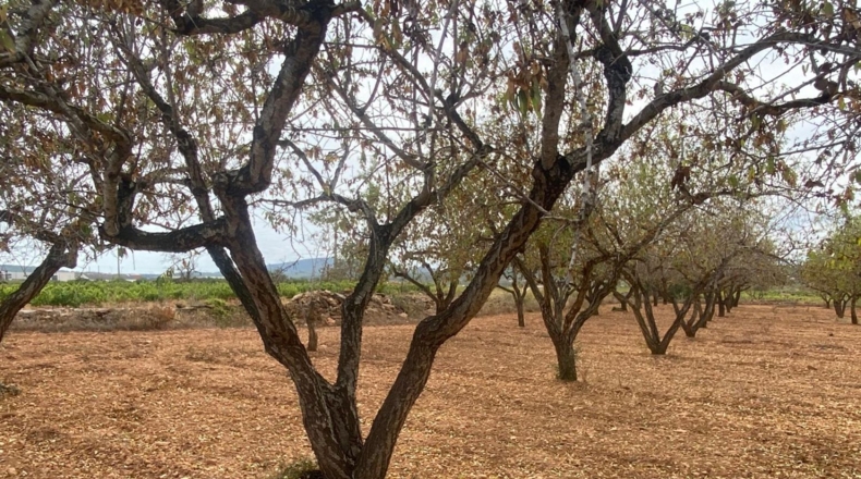 Tarragona - Masllorenç - 17000m2