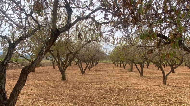 Tarragona - Masllorenç - 17000m2