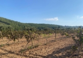 Земельный участок на продажу в городе Albinyana. Фото