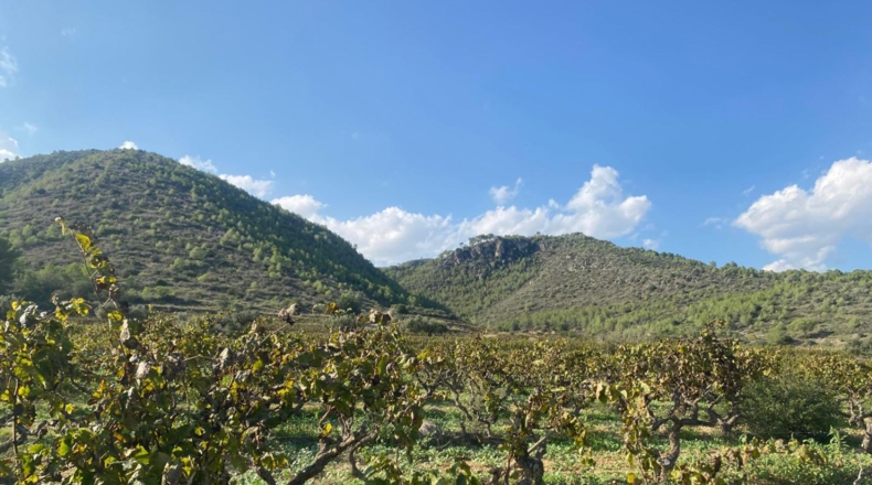 Tarragona - Альбиньяна - 120000m2