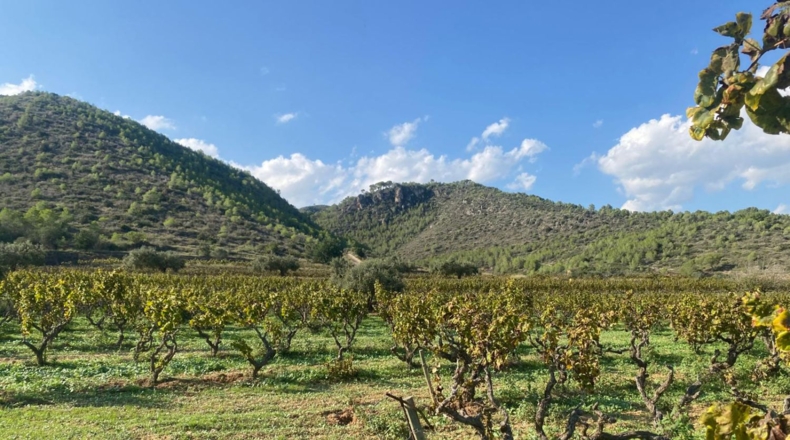 Tarragona - Альбиньяна - 120000m2