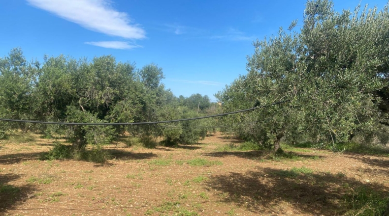 Tarragona - Альбиньяна - 120000m2