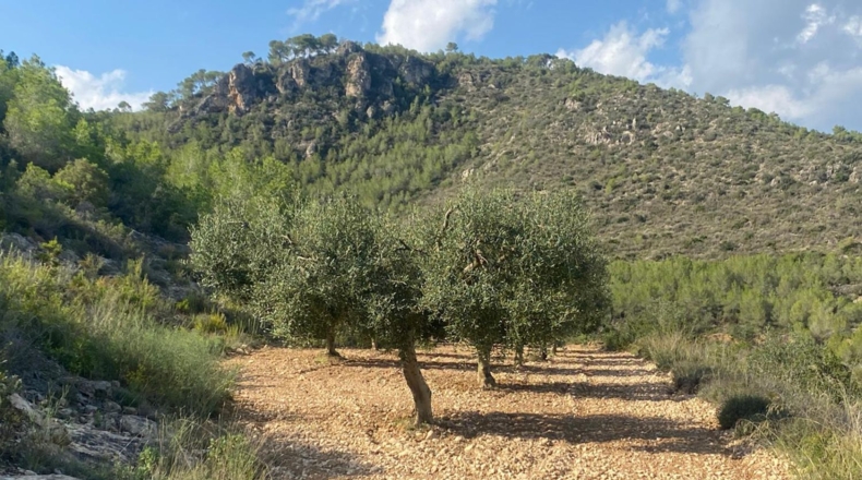 Tarragona - Альбиньяна - 120000m2