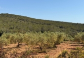 Finca rústica en venta en Tarragona ref: TR261630 foto