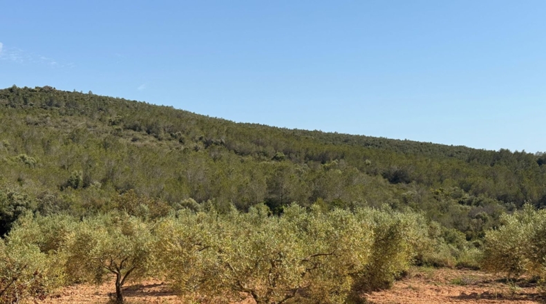 Tarragona - Tarragona - 85194m2