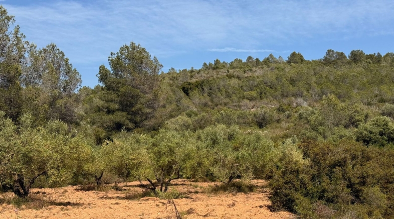 Tarragona - Tarragona - 85194m2