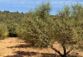 Finca rústica en venta en Tarragona ref: TR261630 foto