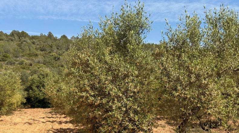 Tarragona - Tarragona - 85194m2