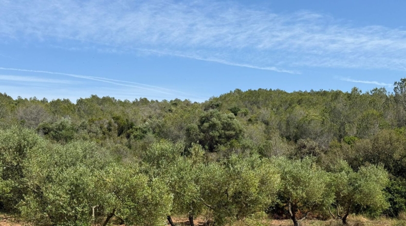 Tarragona - Tarragona - 85194m2