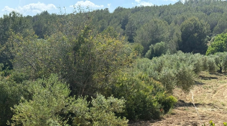 Tarragona - Tarragona - 85194m2