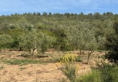 Finca rústica en venta en Tarragona ref: TR261630 foto