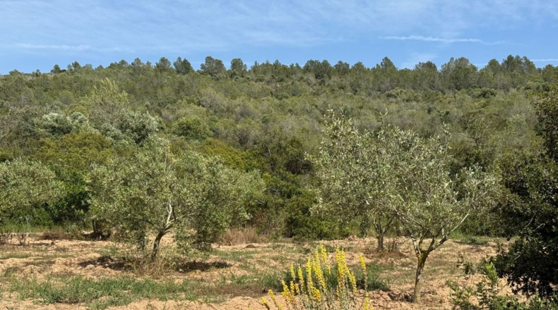 Tarragona - Tarragona - 85194m2