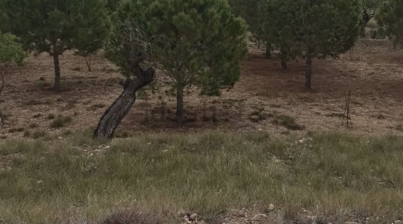 Tarragona - l'Arboç - 3500m2