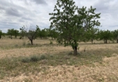 Non-developable land for sale in el Pla de Santa Maria ref: TR307291 photo