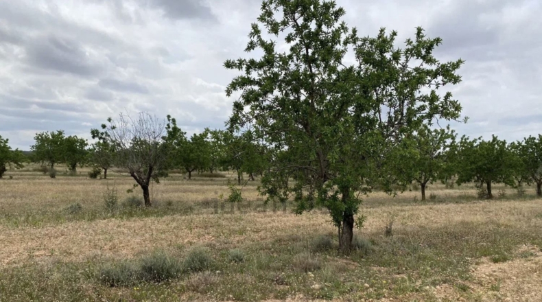 Tarragona - Пла-де-Санта-Мария - 10000m2