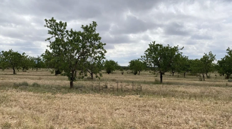 Tarragona - Пла-де-Санта-Мария - 10000m2