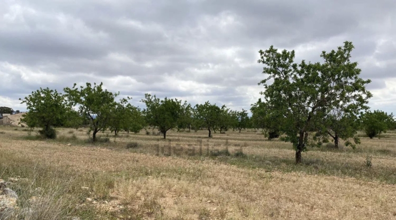 Tarragona - Пла-де-Санта-Мария - 10000m2