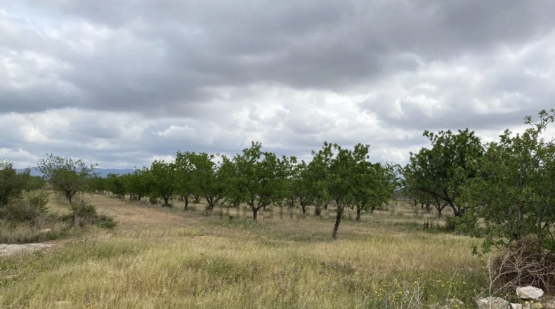 Tarragona - Пла-де-Санта-Мария - 10000m2