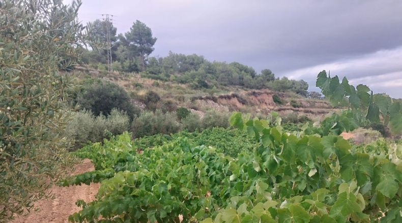 Tarragona - Альбиньяна - 55000m2