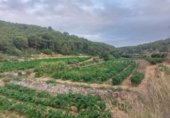 Земельный участок на продажу в городе Albinyana Фото