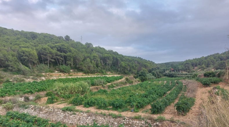 Tarragona - Альбиньяна - 55000m2