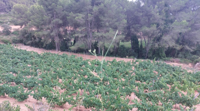 Tarragona - Альбиньяна - 55000m2