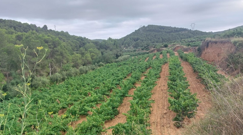 Tarragona - Альбиньяна - 55000m2