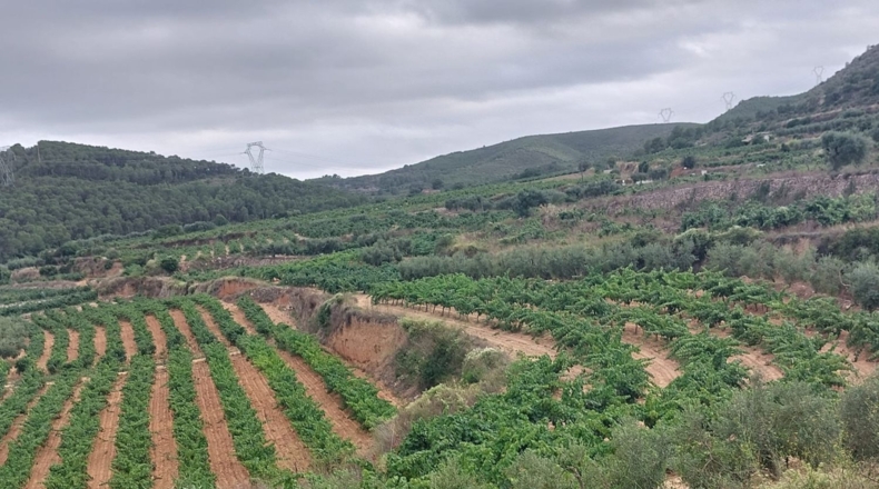 Tarragona - Альбиньяна - 55000m2