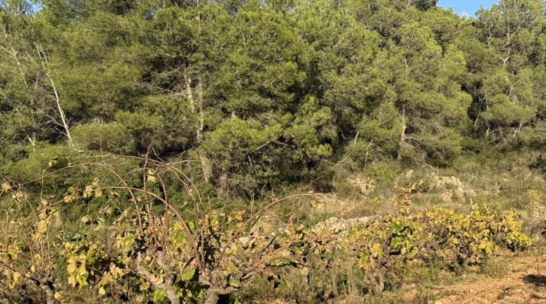 Tarragona - Альбиньяна - 55000m2