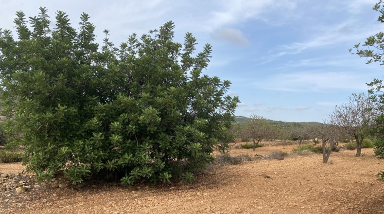 Tarragona - Tarragona - 50000m2