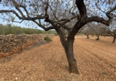 Finca rústica en venta en Tarragona ref: TR351376 foto