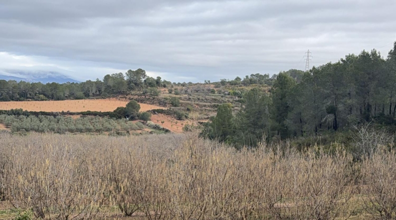 Tarragona - Vallmoll - 125000m2