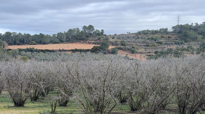 Tarragona - Vallmoll - 125000m2