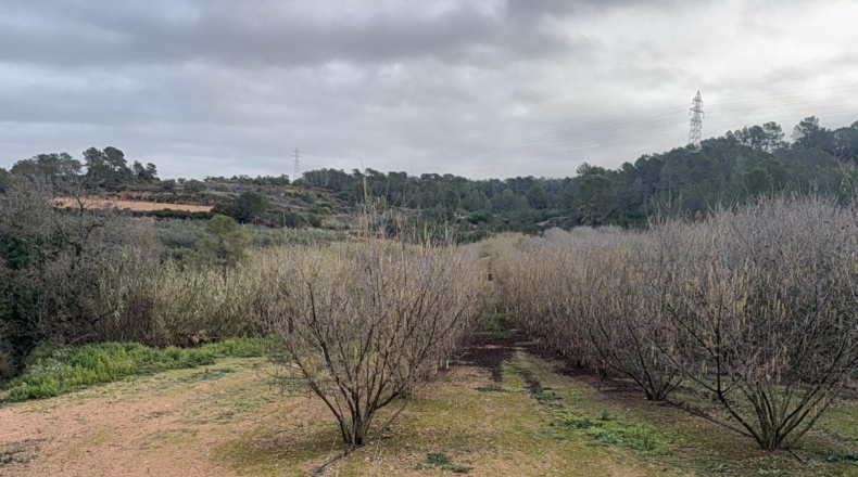 Tarragona - Vallmoll - 125000m2