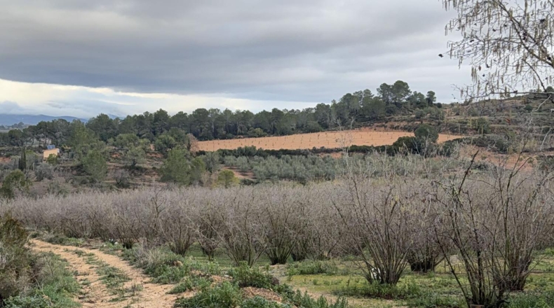 Tarragona - Vallmoll - 125000m2