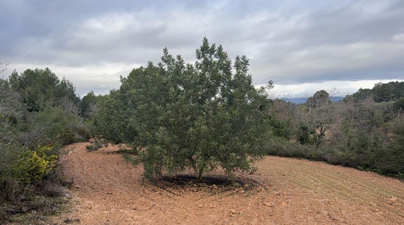 Tarragona - Vallmoll - 125000m2