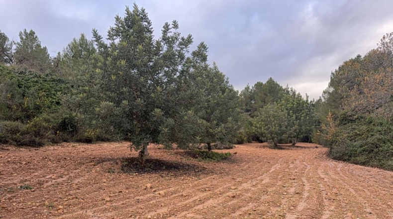 Tarragona - Vallmoll - 125000m2
