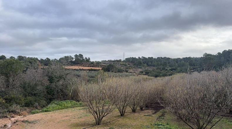 Tarragona - Vallmoll - 125000m2