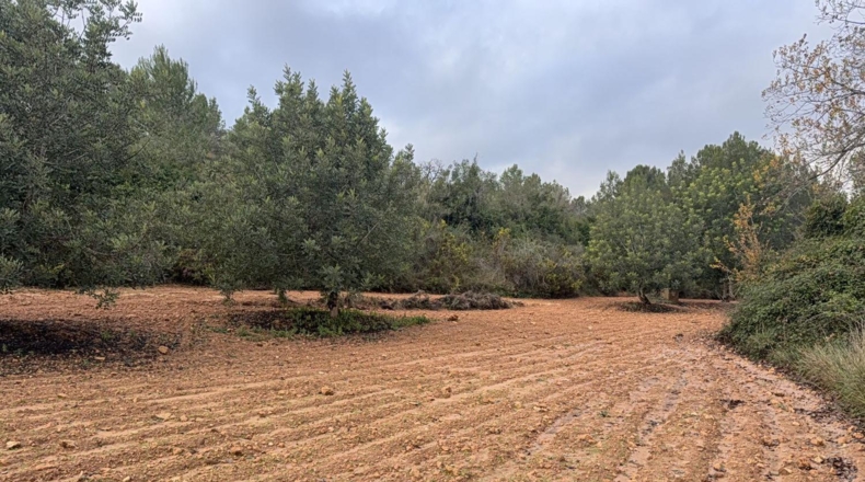 Tarragona - Vallmoll - 125000m2
