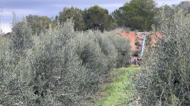 Tarragona - Vallmoll - 125000m2